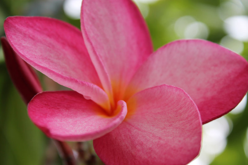Puerto Rico Flora y Fauna