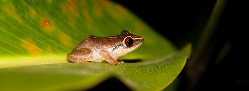 coqui-slider