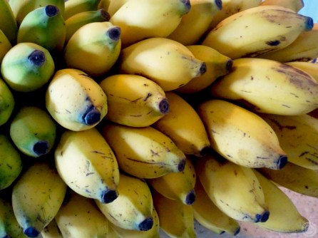 Guineos niños de mi finquita en Río Grande